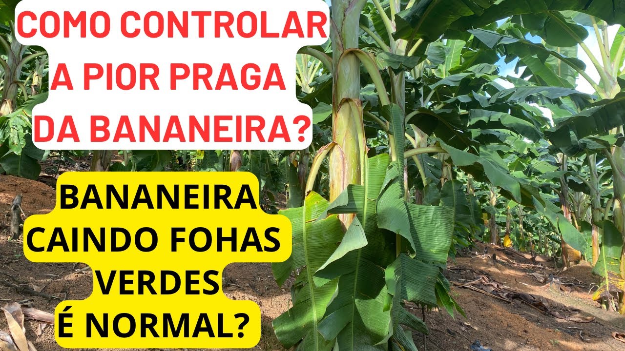 COMO COMBANTER PRAGA DA BANANA | BANANEIRA CAINDO FOLHA VERDE | COMO CONTROLAR NEMATOIDE
