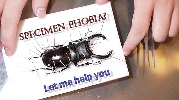 Making Your FIRST Specimen | 【Beetle】