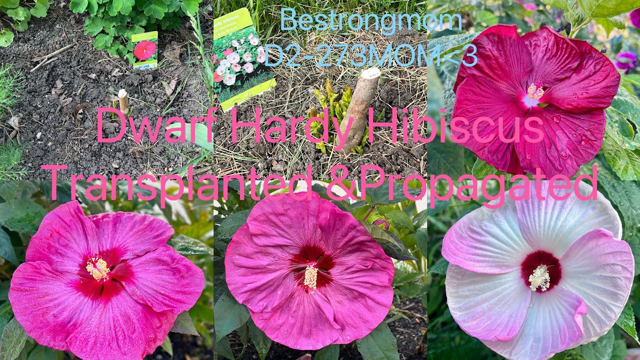 When and how to transplant and propagate hardy hibiscus. New shoots