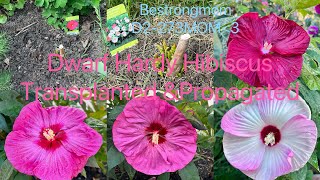 When and how to transplant and propagate hardy hibiscus. New shoots came out after half a month(5B).