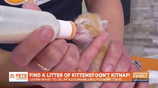 These Tiny Kittens Need You 😸