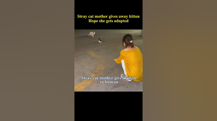Mother cat gives away her baby #rescuecat #straycat #kitten