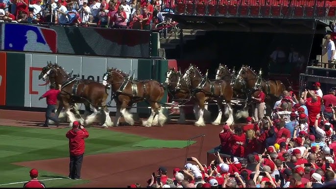 Budweiser Clydesdales To Deliver Cherry Blossom Gear To Nats