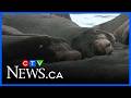 Colony of sea lions create a spectacle on Vancouver Island beach