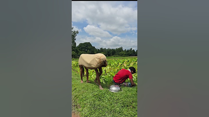 Lihat apa yang dilakukan sapi itu kepada pria itu.