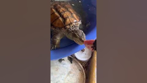 Đã thành thoái quen cho rùa đuôi cá sấu #videoshorts