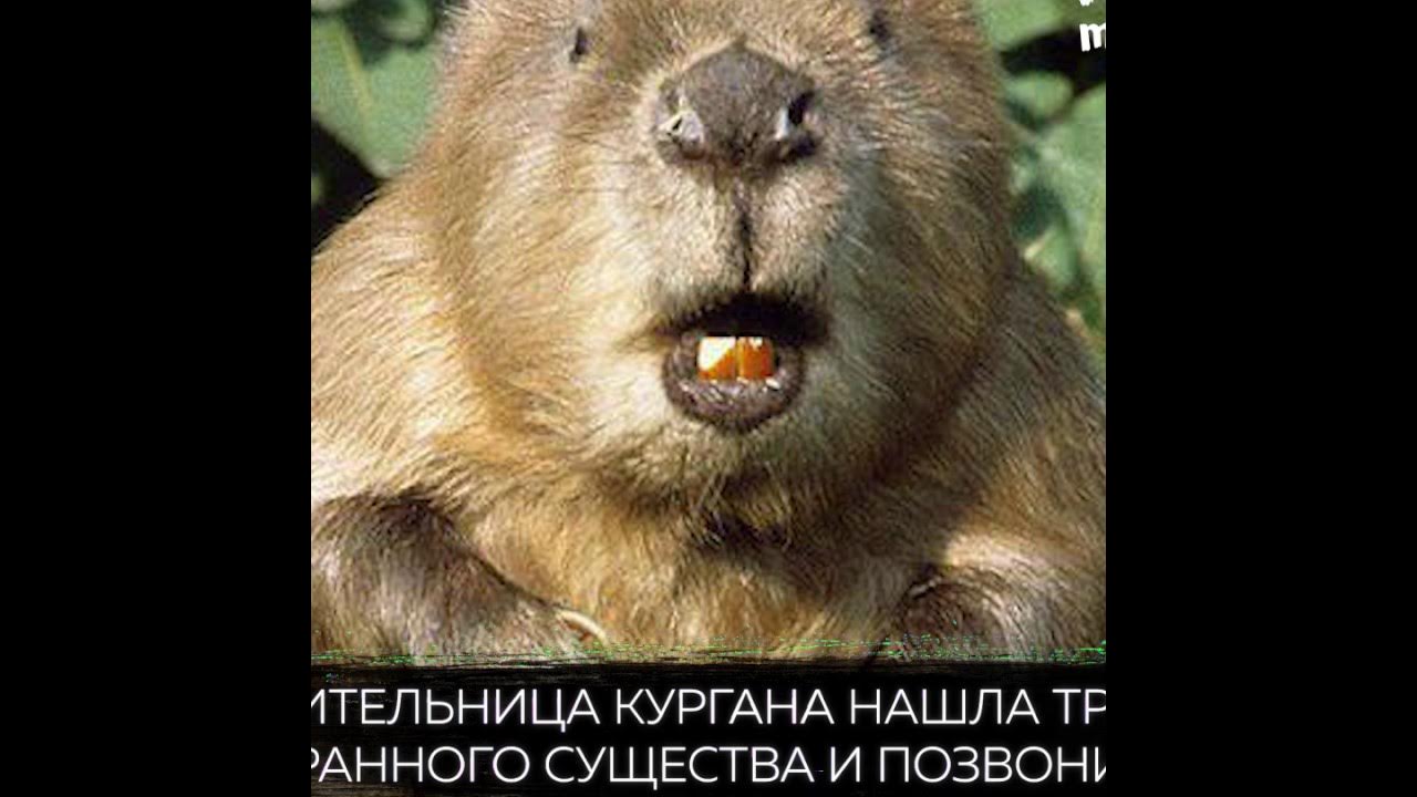 история про бобра звонок в полицию. мужчина в образе бобра видео прикол. бобр речной обыкновенный. звонок бобра. звонок бобра.