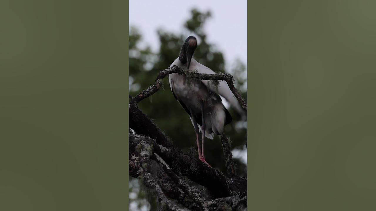 Mysterious Wood Stork Intriguing Jerky Movements High in the Tree