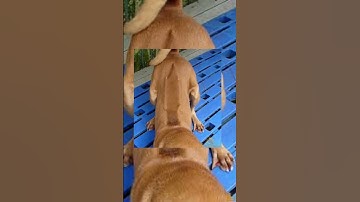 Dấu hiệu nhận biết chó khôn phần 4: Bối kiếm cẩu  #cho #chokhon #chóphúquốc  #dog