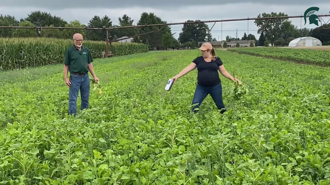 Cover Crop:  Mixtures