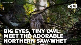 Meet the pint-sized predator hiding in Maine forests after dark
With oversized golden eyes and a pint-sized frame, the northern saw-whet owl might just be the cutest predator in the woods.
In this weeks Bird of the Week segment, were taking a closer look at the northern saw-whet owl.
STORY: https://wgme.com/news/arc-maine/meet-the-pint-sized-predator-hiding-in-maine-forests-after-dark
#maine #news #wildlife #owl #owls
CBS13 is On Your Side with local Maine news, sports, and weather. WGME CBS13 is a Maine-based television station and a CBS affiliate owned and operated by Sinclair Broadcast Group.
Follow us on our other social media platforms:
Facebook: https://www.facebook.com/WGME13
X: https://x.com/WGME
Instagram: https://www.instagram.com/wgme/
TikTok: https://www.tiktok.com/@cbs13.fox23
Find more news here: https://wgme.com/
#Portland #Maine #Mainenews #portlandnews Meet the pint-sized predator hiding in Maine forests after dark