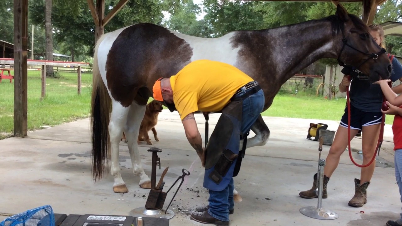 How to get your horses feet done YouTube