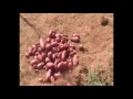 Jardin bio  culture facile de pommes de terre  permaculture
