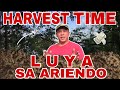 HARVEST TIME! LUYA SA ARIENDO | Biyaherong Batangueno