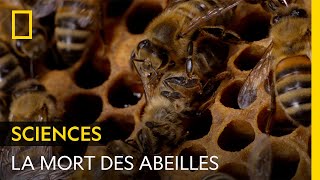 Quelle Odeur À La Mort Chez Les Abeilles ?