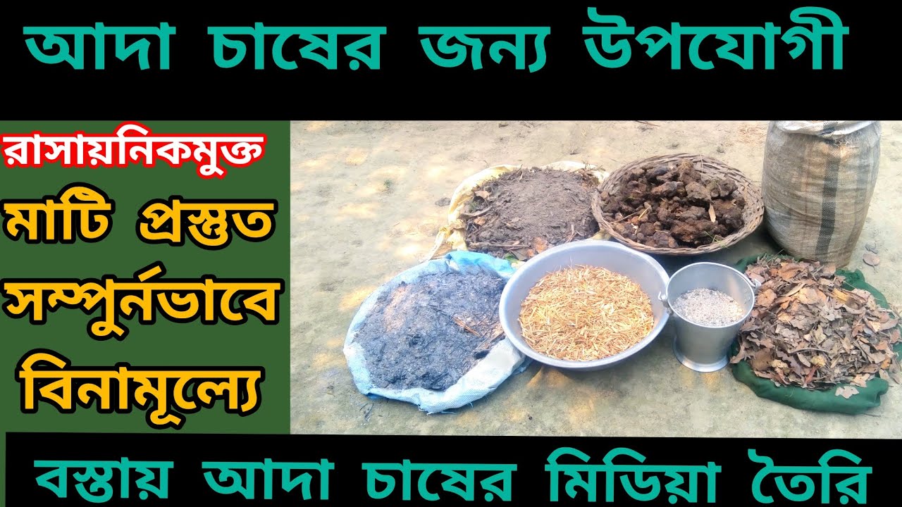 আদা চাষের মাটি তৈরি করুন সম্পূর্ন বিনামূল্যে ! Best soil for ginger cultivation! best organic soil