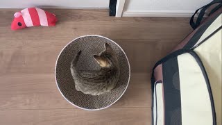 それは自分のしっぽですよ