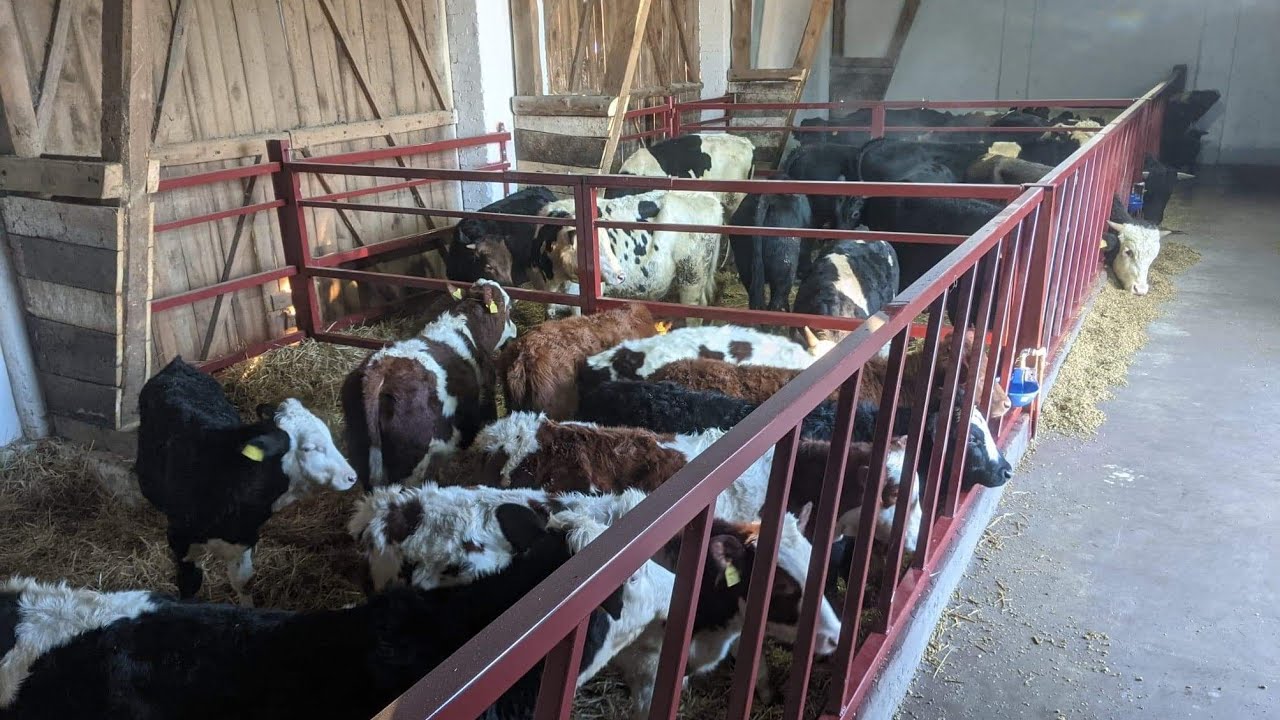 Modernizacja stodoły na opasy