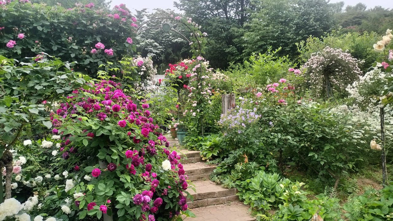 RoseGarden ANNAN🏡Open Garden 6/2/2026🌹 - YouTube