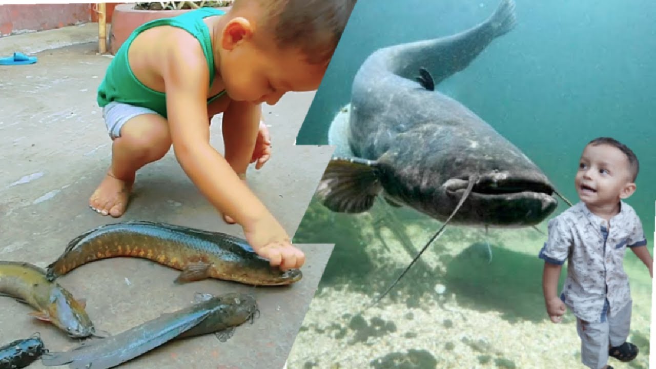 Amazing Boy Catching Big CatFish In Yard || Hand Fishing For CatFish