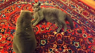 Just a bit of cat fight by Coconut and Family 2,791 views 2 months ago 32 seconds