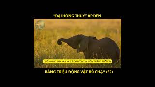 Phần 2: "Đại Hồng Thủy" Ập Đến, Hàng Triệu Động Vật Bỏ Chạy  #thegioidongvat #chauphi #documentary