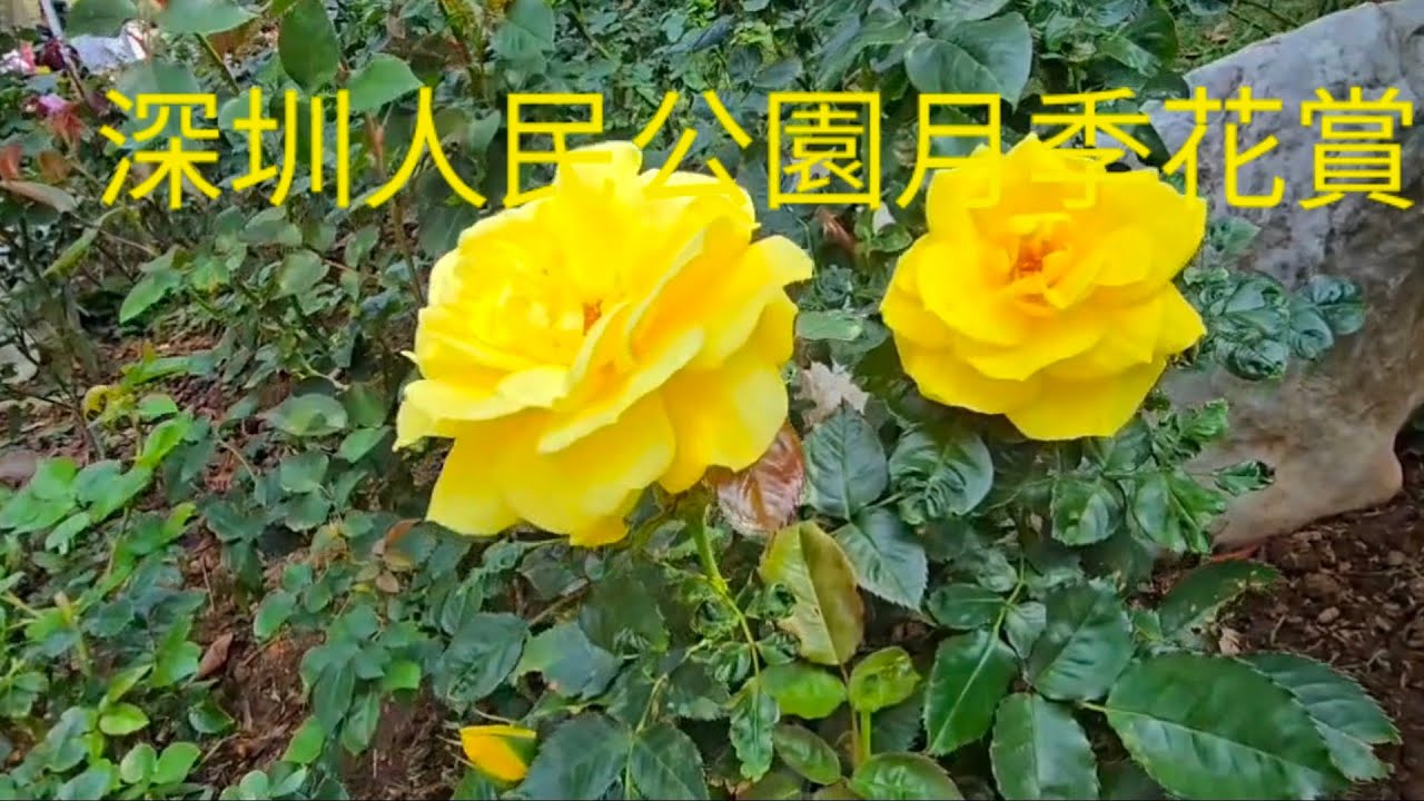 2026深圳人民公園月季賞，3月8日3月17日，深圳地鐵1號線老街站G出口大约行9分鐘很方便。China Shenzhen 