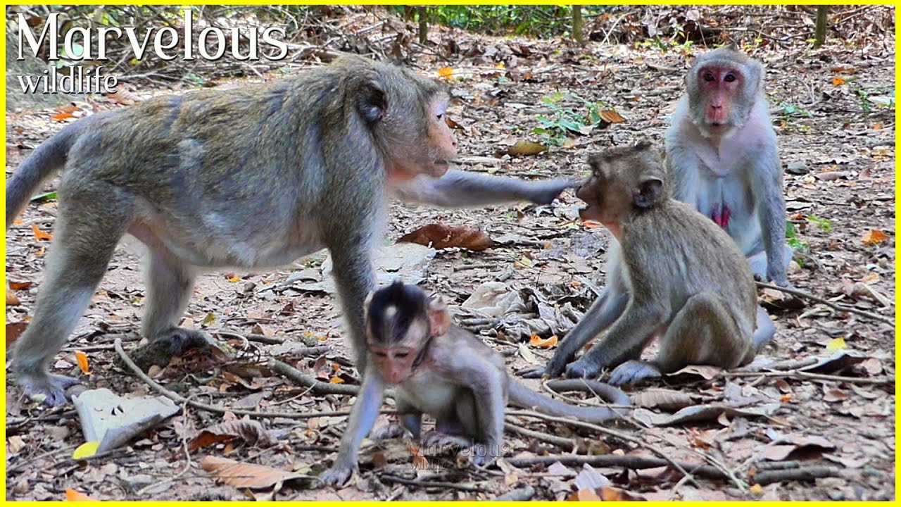 Angel monkey loves much girl Jazzy & baby Jonna, She so funny with ...