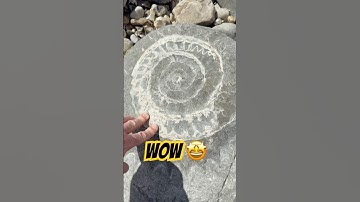 Large Fossil Hunting Surprises⁉️#fossils#fossilhunting#ammonites