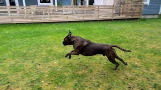 Fast Moving Boxer Dog In Slow Motion!