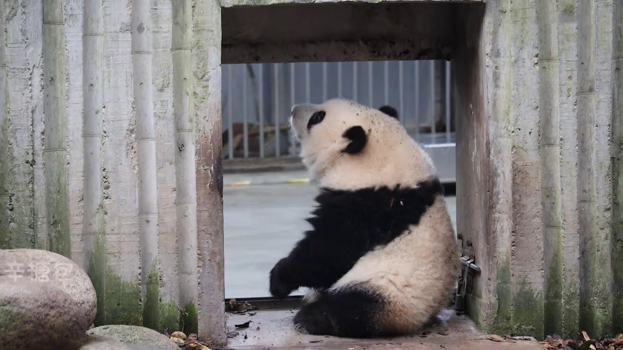 二十分钟沉浸式欣赏 下班不回家、自娱自乐的小花花🌸