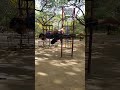 #calisthenics #streetworkout #strength #movement #workoutmotivation #humanflag #reels #explorepage