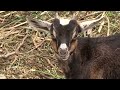 Un día Tranquilo en la Granja Pura Vida Andalucía Valle