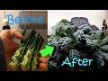 Regrowing Kale Hydroponically (Again)