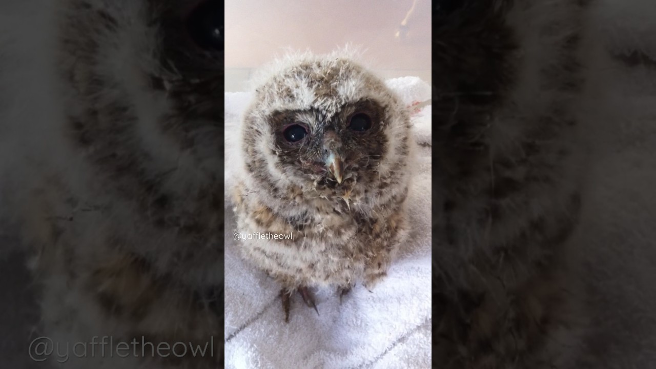From fluff to finesse, the captivating tawny owl 🦉 