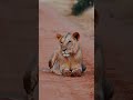 Wild Wonders: Celebrating Life in the Wild lion is alone #lion #wildlife #feed