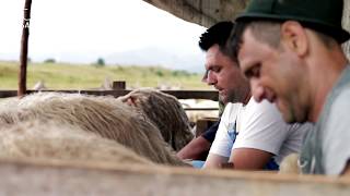 Milking Sheep By Hand In Transylvania