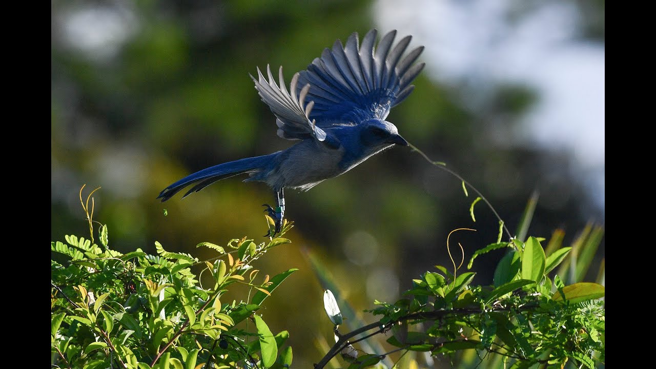 Explore the magic and beauty of Jonathan Dickinson State Park