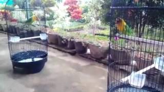 Suara Burung Lovebird ngekek super panjang durasi 6 menit up