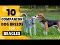 10 Best Companion Dog Breeds for your Beagle