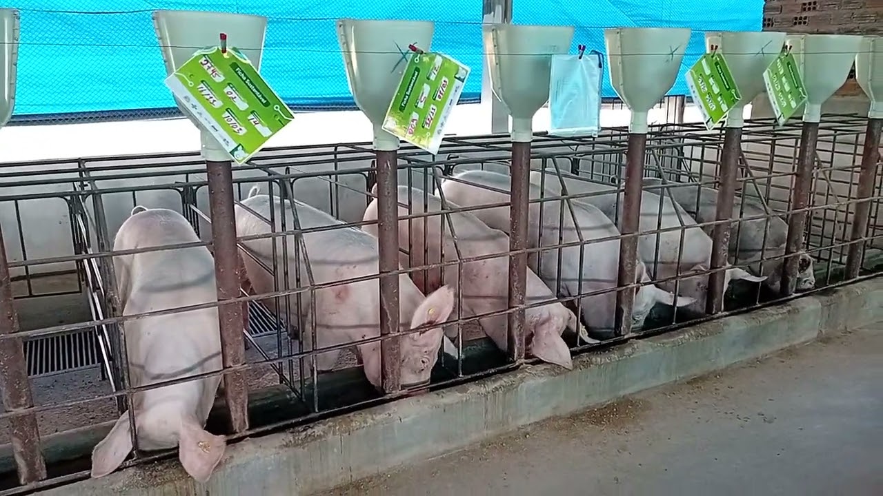 Gestação da granja Aleixo jurema pe 