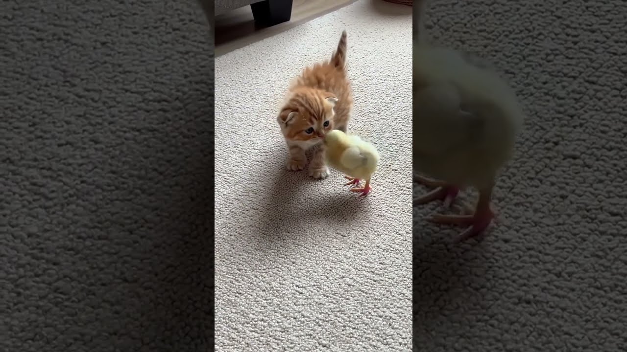 Friendship has no rules—just fluff and feathers!