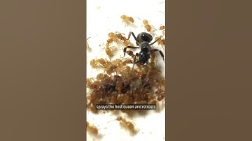 Deze parasitaire mier misleidt werksters zodat ze hun eigen koningin doden