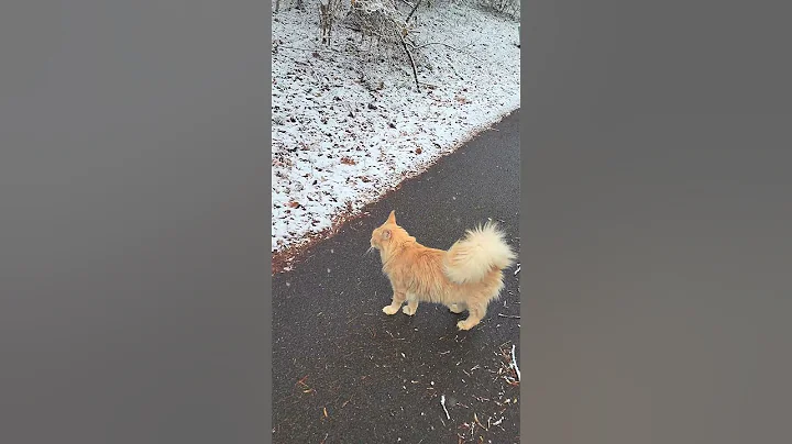 Video 11842691: mainecoon cat