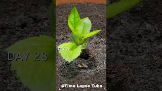 Growing Apple Tree From Seed - 101 Days - Time Lapse #time #timelapse #seeds #plants #apple
