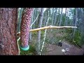 Unleashed dog accidentally pulls over bird table ~ ©RSPB Loch Garten & Carnyx Wild Unleashed dog accidentally pulls over bird table ~ ©RSPB Loch Garten & Carnyx Wild