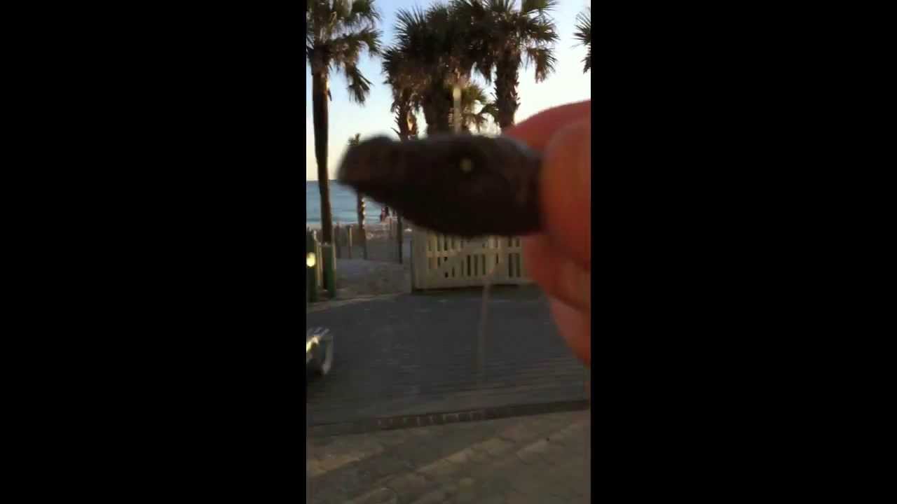 Snake Prank Panama City Beach Spring break 2013 YouTube