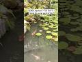 Giant 1-mtr Koi.. #fishing #trending #bts #shorts #real #ai