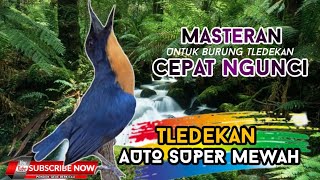 Masteran untuk burung tledekan | isian variasi | masteran burung kecil