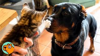 Tiny Kitten Befriends Big Animals With No Fear | Cuddle Buddies